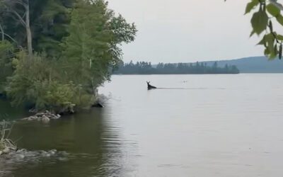 “That’s No Loon…”